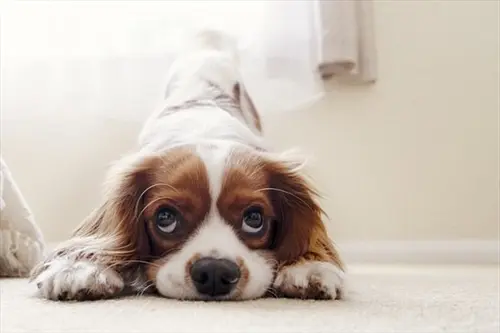 Pet-Stain-Carpet-Cleaning--in-Kingsville-Maryland-pet-stain-carpet-cleaning-kingsville-maryland.jpg-image